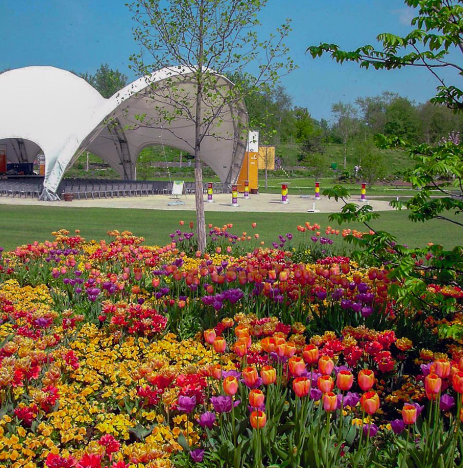Tulpenbeet vor einem weißen bogenförmigen Veranstaltungszelt